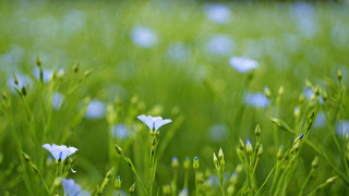 Grass white flowers blue sky - white flower free wallpaper