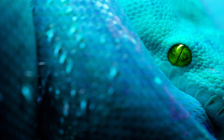 Blue green snake skin eyeball - a close up free wallpaper for desktop