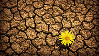 Yellow flower cracked dirt brown - cracked free wallpaper