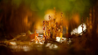 Plant yellow flower shallow depth - yellow flower free wallpaper