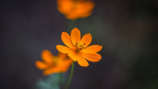 Flower orange yellow macro depth - a blurry background behind free wallpaper