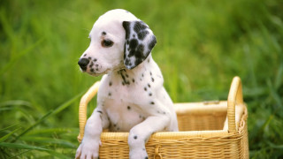 Dalmatian puppy basket grass sad - pointillism free wallpaper
