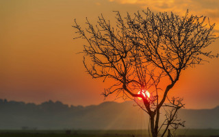 Tree sun clouds mountains forest - cloud and mountains free wallpaper