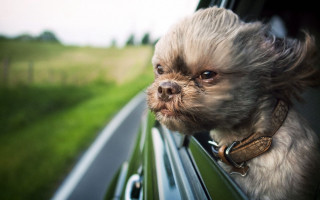 Small dog car window grass - the window free wallpaper for desktop