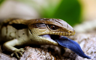 Small lizard blue tongue rock 2 - a small lizard free wallpaper