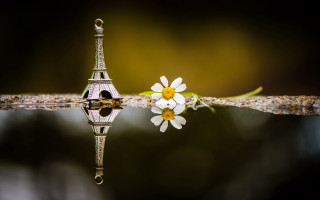 White flower water droplet reflection - a water droplet free wallpaper