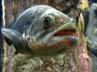 Fish mouth open wide open - mouth wide free wallpaper for desktop