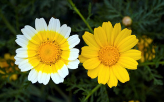 Yellow flower bloom bokeh nature - domirinic fegallia free wallpaper