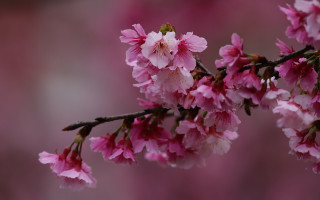 Pink flower branch macro hanami - asai chū free wallpaper