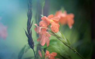 Flower water droplets macro shallow 3 - a close up of a flower free wallpaper