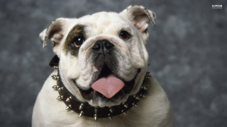 Dog collar tongue hanging black - a black collar free wallpaper