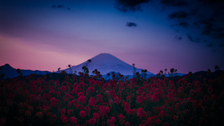 Mountain flower dusk pink sky - ektachrome photograph free wallpaper
