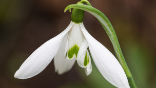 White flower green stamens macro - a stem free wallpaper