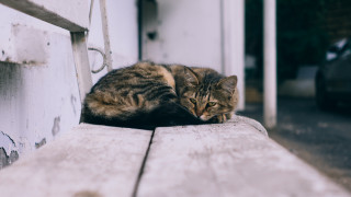 Cat wooden bench outdoors blurry - its head free wallpaper