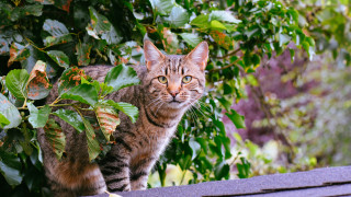 Cat roof bush leaves camera - a bush free wallpaper