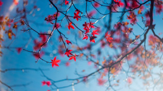Red leaves blue sky autumn 2 - red leaf free wallpaper for desktop