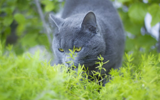 Cat forest green leaves bokeh - leaf and grass free wallpaper