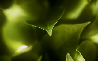 Green leaves closeup macro photorealism 2 - benoit b. mandelbrot free wallpaper for desktop
