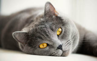 Gray cat yellow eyes on - a gray cat free wallpaper