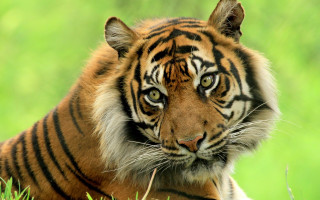 Sad tiger in grass wildlife - a tiger free wallpaper