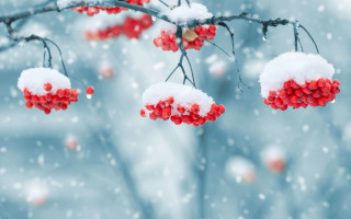Snowy branch berries red christmas - a snowy day free wallpaper