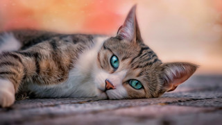 Blue eyed cat laying on - a blurry background behind free wallpaper