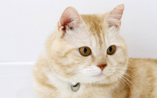 Serious cat collar portrait animal - a collar free wallpaper