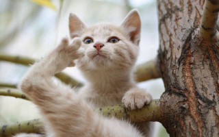 Kitten climbing tree branch reaching - sharp claw free wallpaper