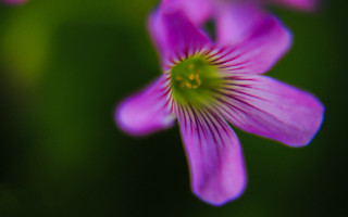 Flower closeup blurry background shallow - elinor proby adams free wallpaper