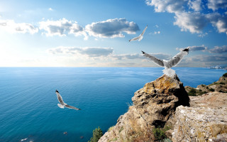 Birds over water cliff landscape - a cliff face free wallpaper for desktop