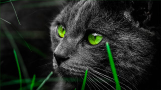 Black cat green eyes macro - grass in front free wallpaper