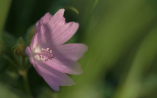 Pink flower white center green - green leaf and grass free wallpaper