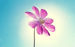 Pink flower blue sky macro - a single flower free wallpaper