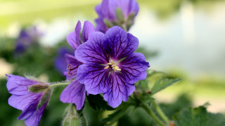 Purple flower closeup bokeh macro - florence engelbach free wallpaper