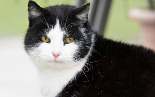 Black white cat serious look - cat free wallpaper