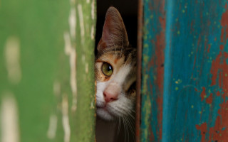 Cat green red door white - door free wallpaper