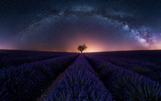 Lone tree lavender field night - a purple hue free wallpaper