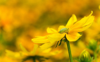 Green bug yellow flower field - yellow flower free wallpaper