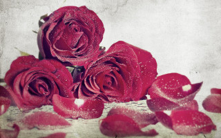 Red roses water droplets still - red rose free wallpaper for desktop
