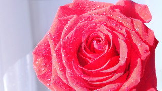 Red rose water droplets macro 49 - a door in the background free wallpaper for desktop