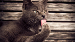 Cat tongue out paw wooden - sharp claw free wallpaper for desktop
