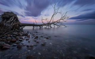 Surreal tree water sunset clouds - a surrealist sculpture free wallpaper