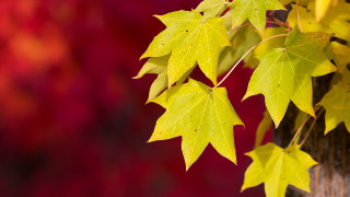 Tree yellow leaves red background - color free wallpaper for desktop