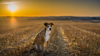 Dog sitting field sunset camera - the dog free wallpaper