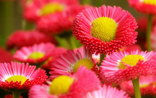 Pink flowers yellow centers red - yellow center free wallpaper