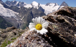Lone flower rock mountains snow - the mountain free wallpaper