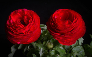 Red roses water droplets vase - two red rose free wallpaper
