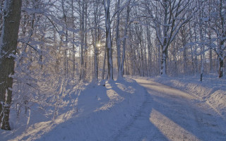 Snowy road forest sunshine winter - tree and snow free wallpaper
