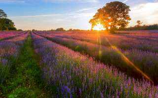 Lavender field sunset tree blue - a field of lavender free wallpaper