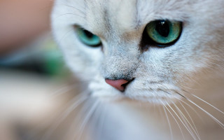 Cat green eyes white body - a white body free wallpaper
